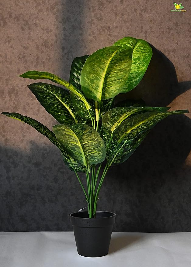 Blooming Floret Artificial Dieffenbachia Plant with Basic Black Pot| Ornamental Plant for Interior Decor/Home Decor/Office Decor | 12 Leaves | 63.5 cm Short Indoor Tropical | Durable